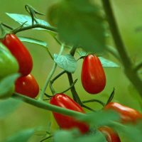 Tomato Teardrop - per punnet